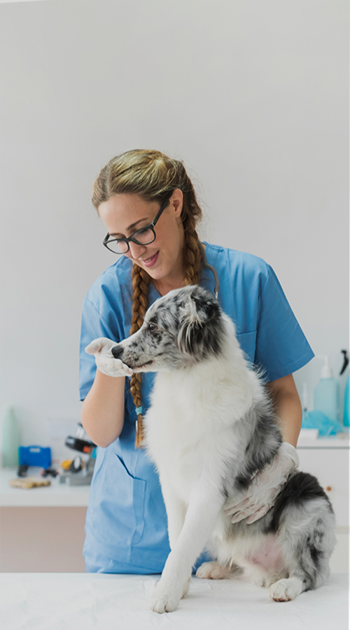 قسم الأدوية البيطرية